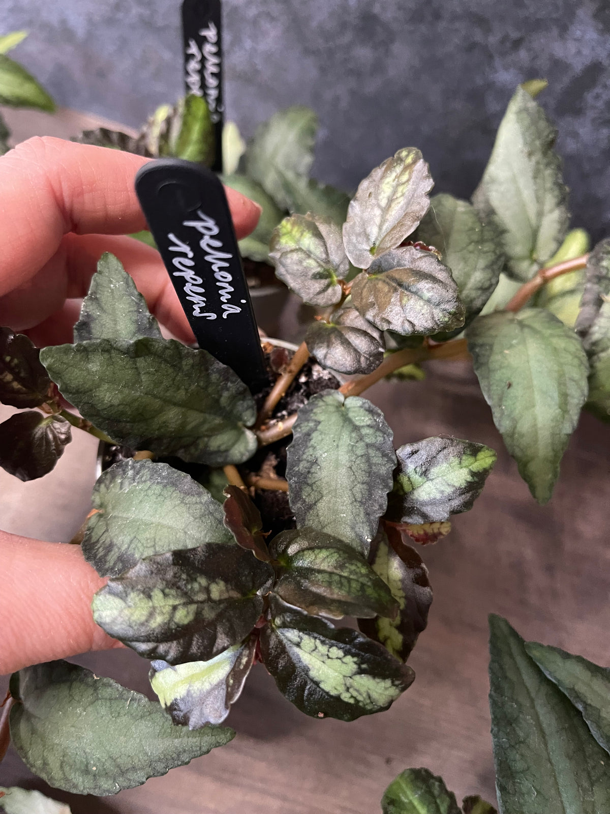 Watermelon Begonia - Pellionia Repens
