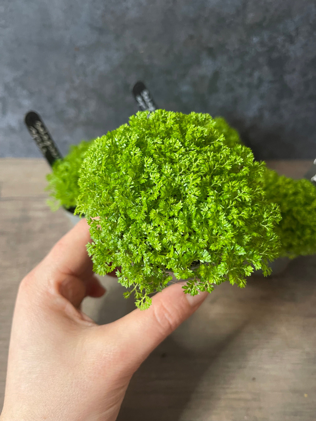 Meadow Spikemoss - Selaginella Apoda