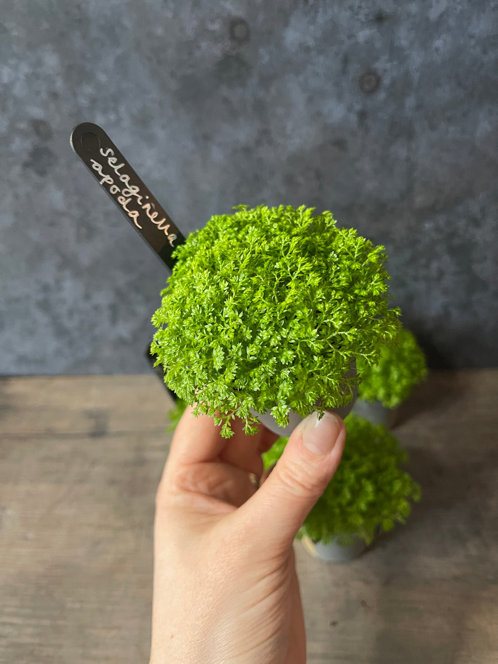 Meadow Spikemoss - Selaginella Apoda