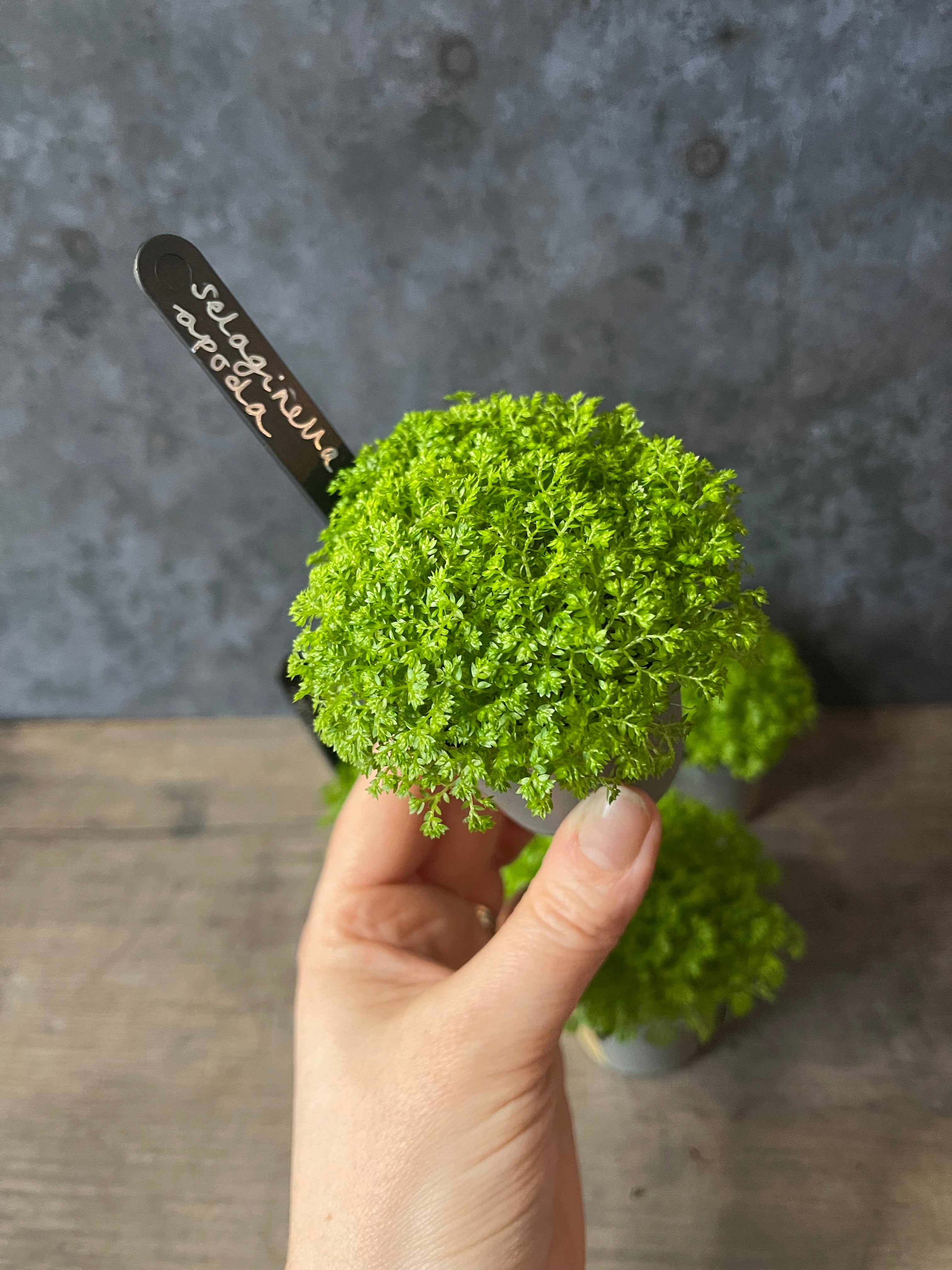 Meadow Spikemoss - Selaginella Apoda
