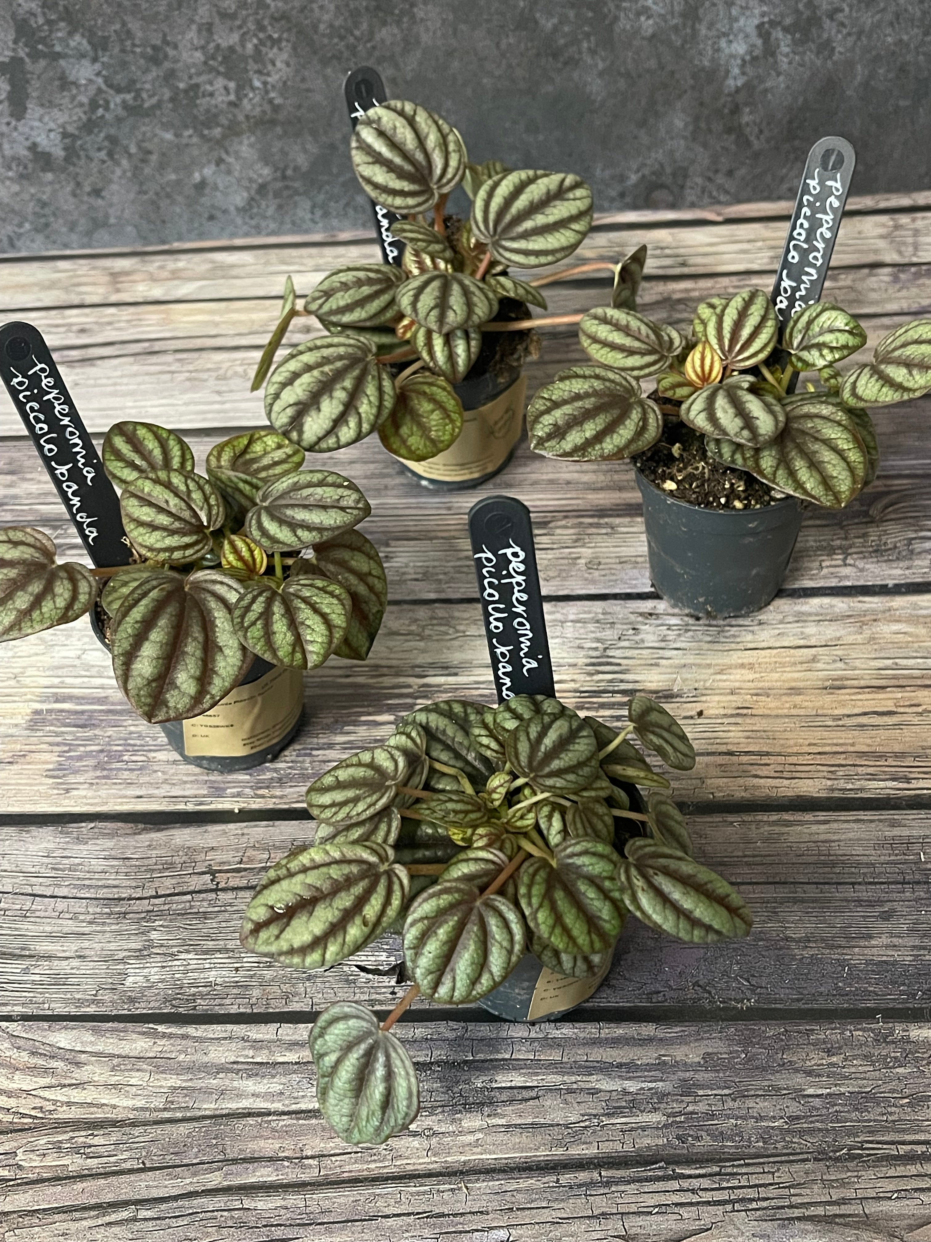 Peperomia Piccolo Banda