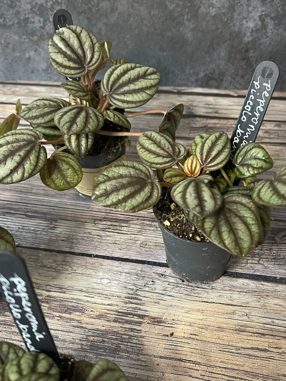 Peperomia Piccolo Banda