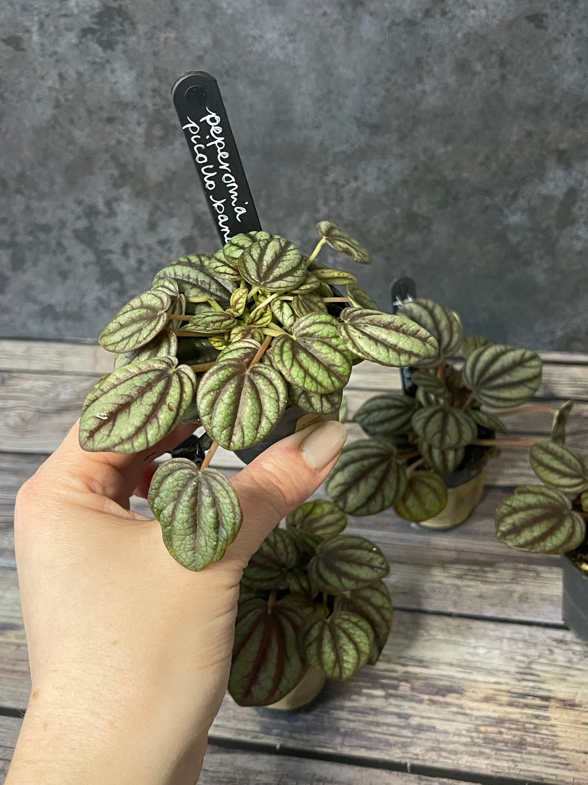 Peperomia Piccolo Banda