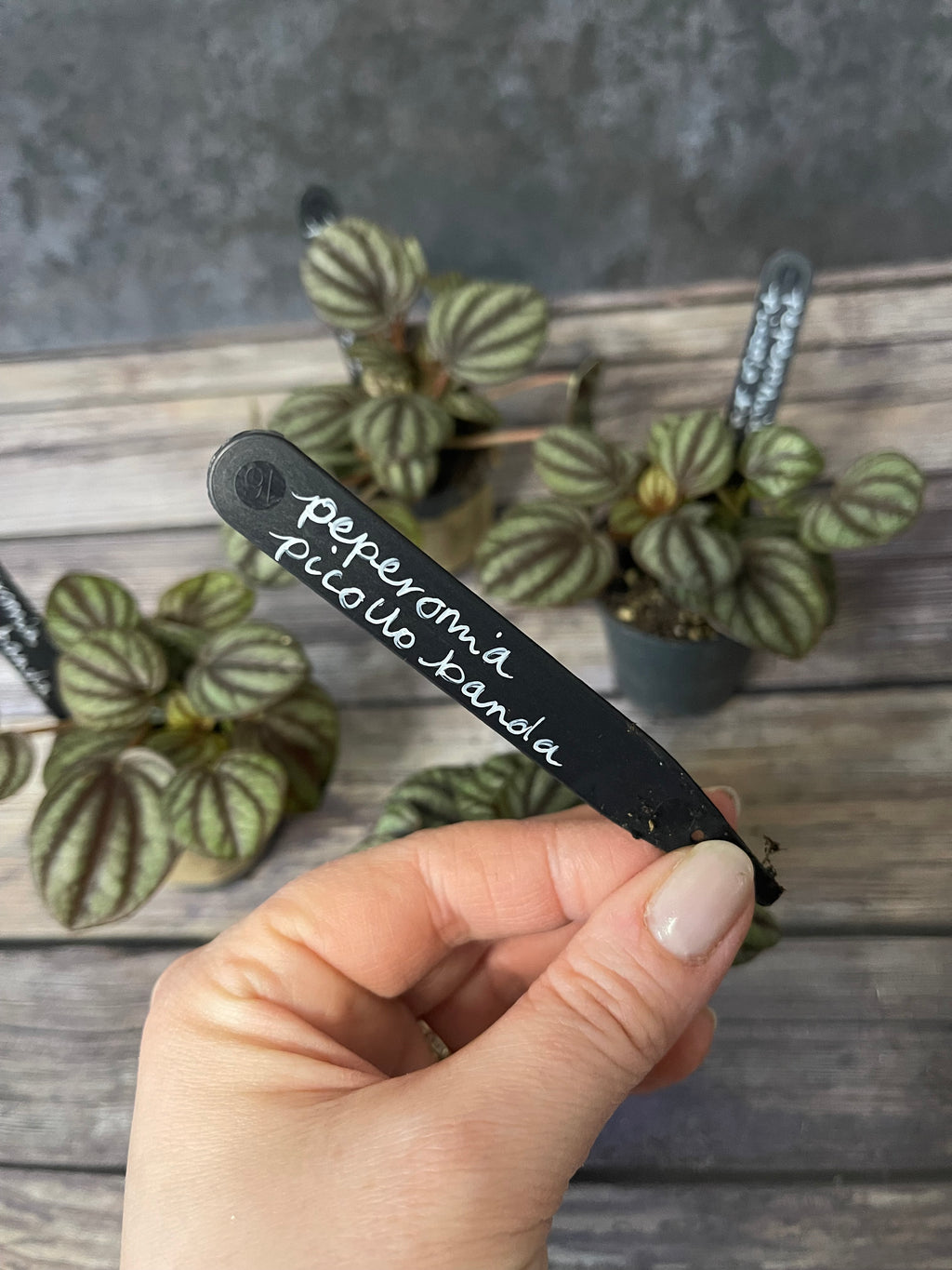 Peperomia Piccolo Banda