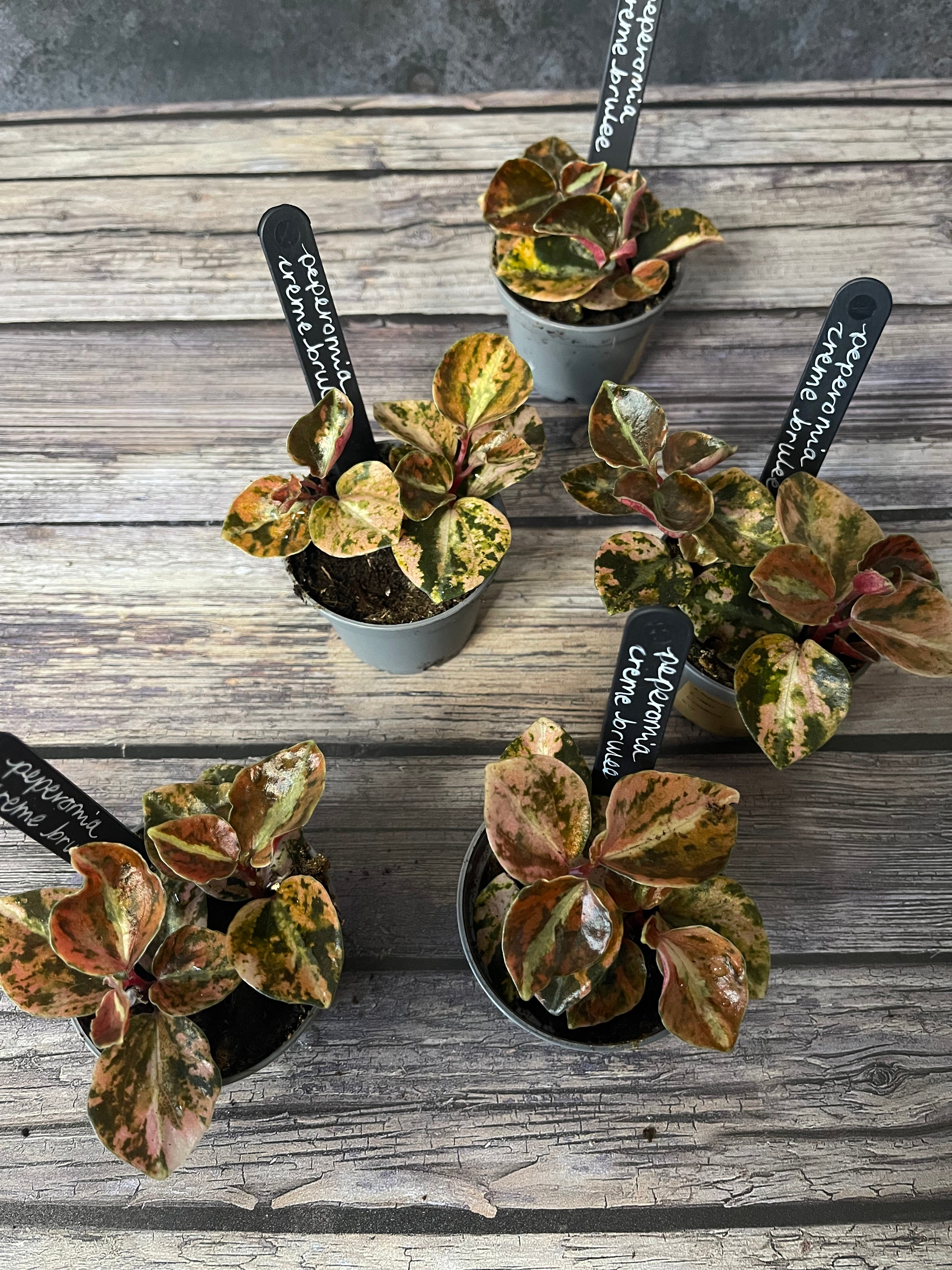 Peperomia Creme Brulee