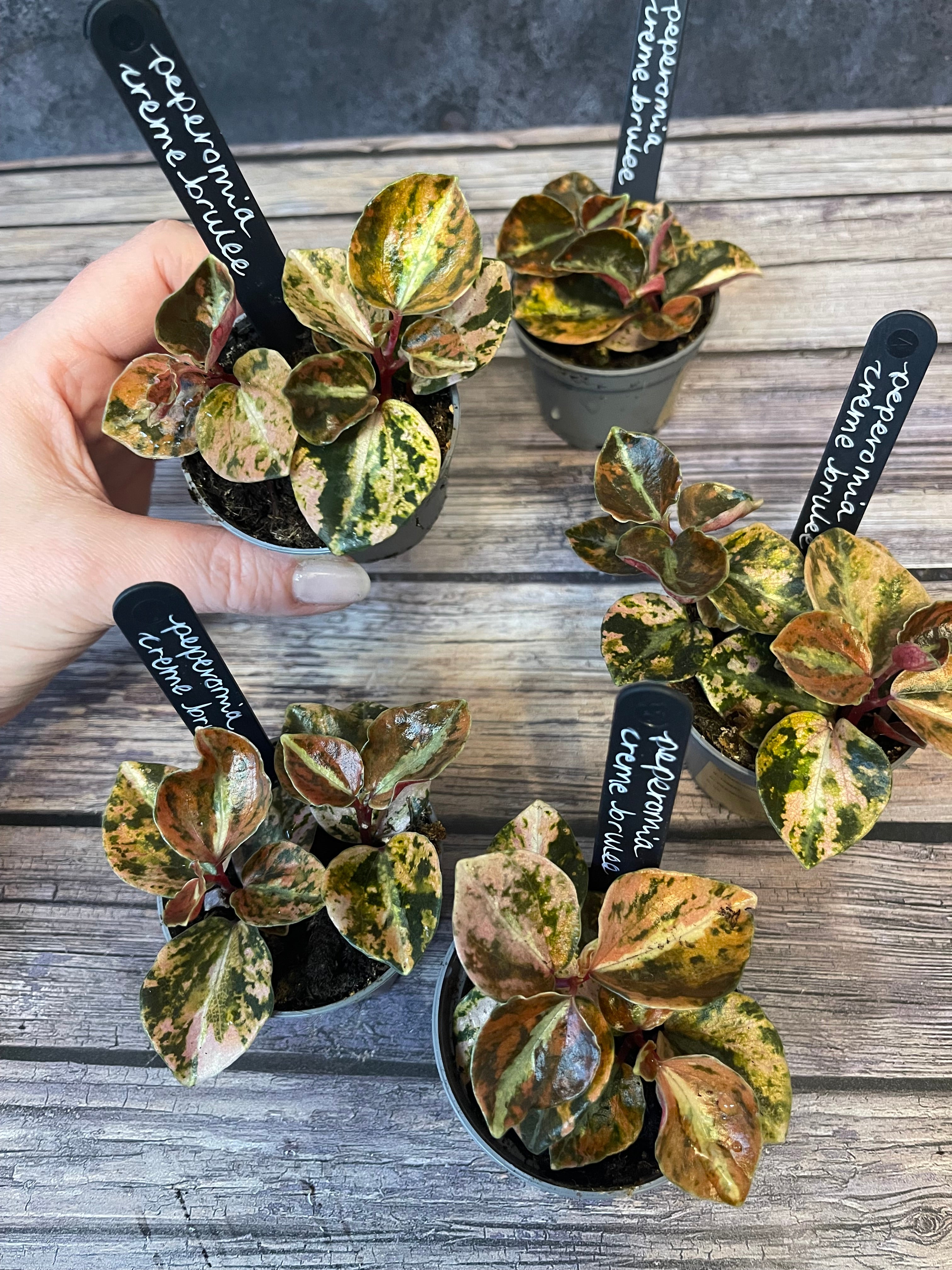 Peperomia Creme Brulee
