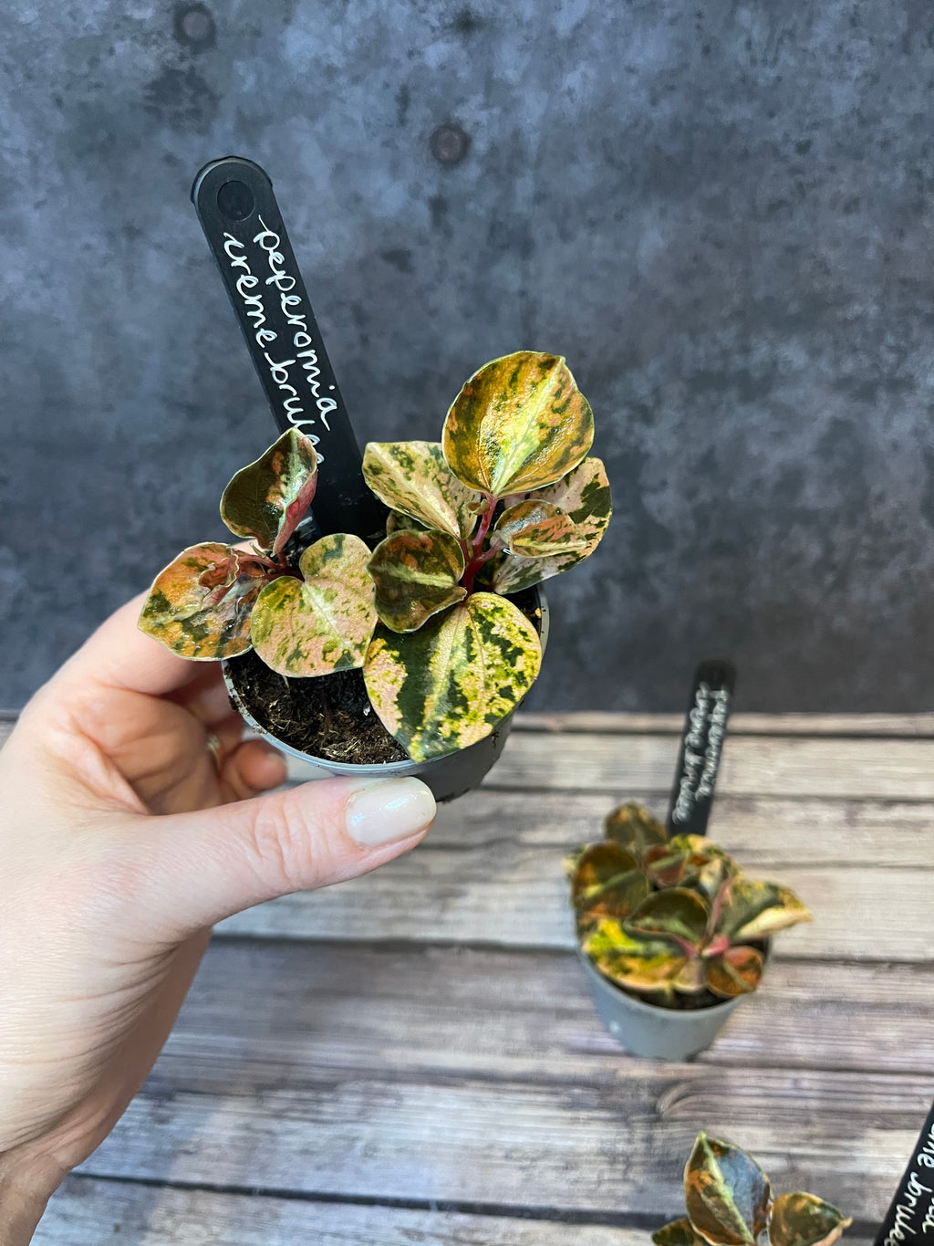 Peperomia Creme Brulee