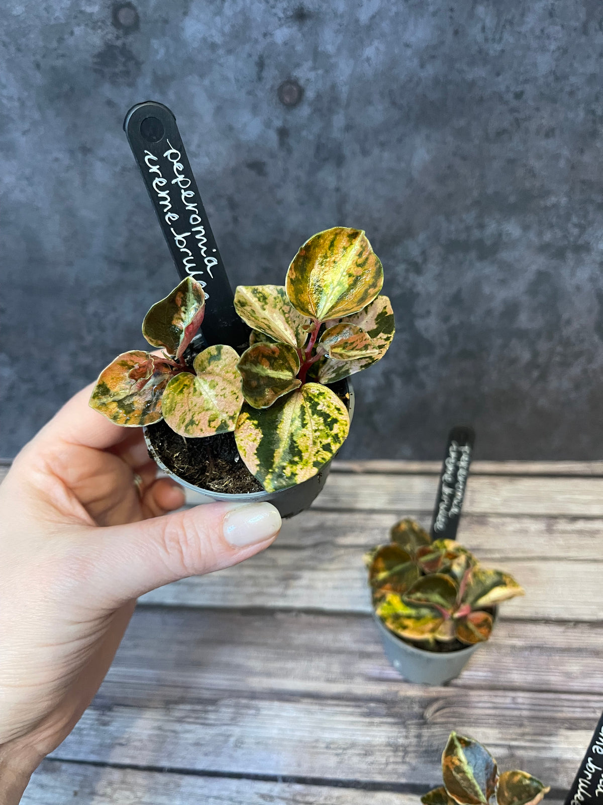 Peperomia Creme Brulee