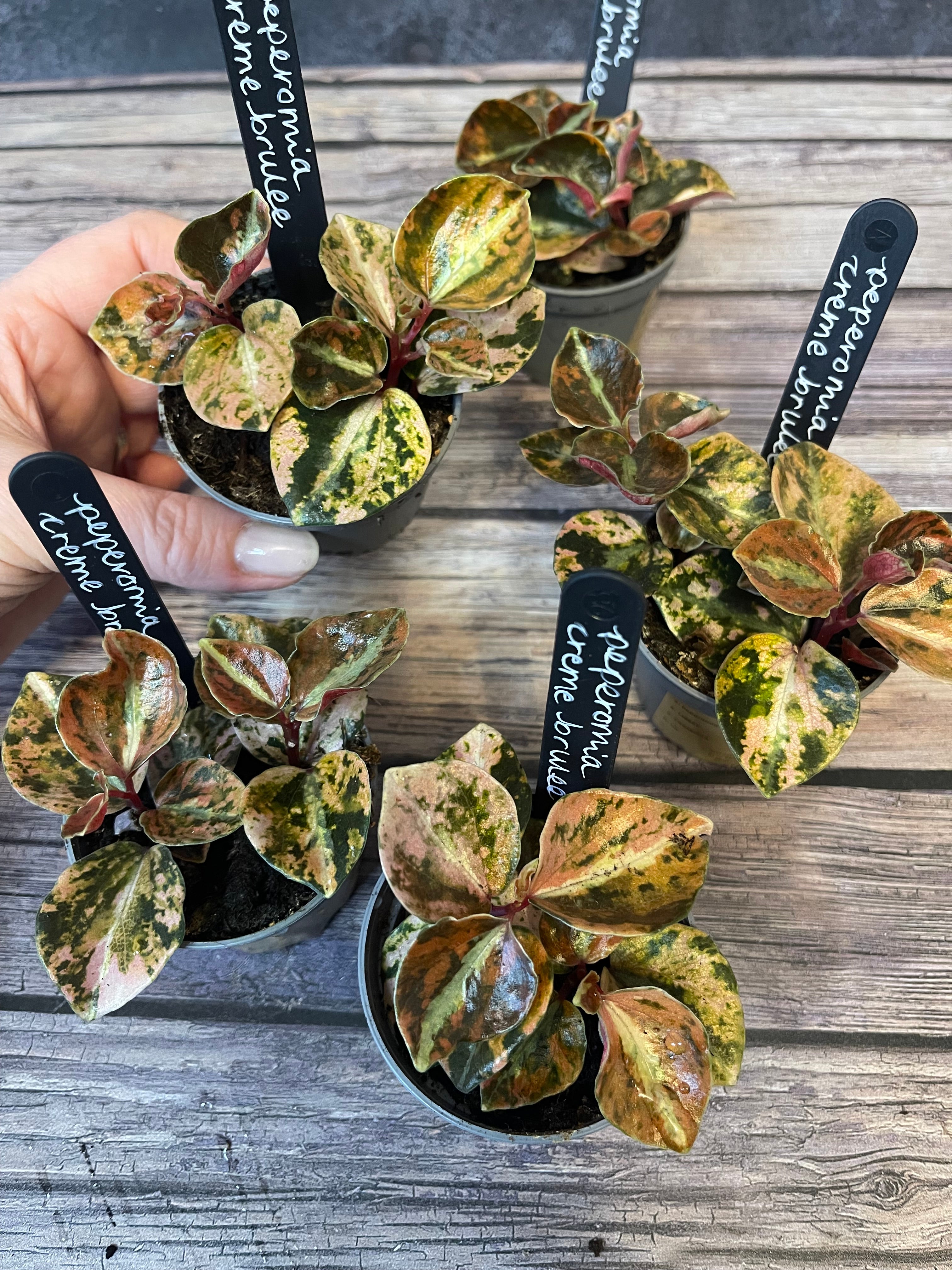 Peperomia Creme Brulee