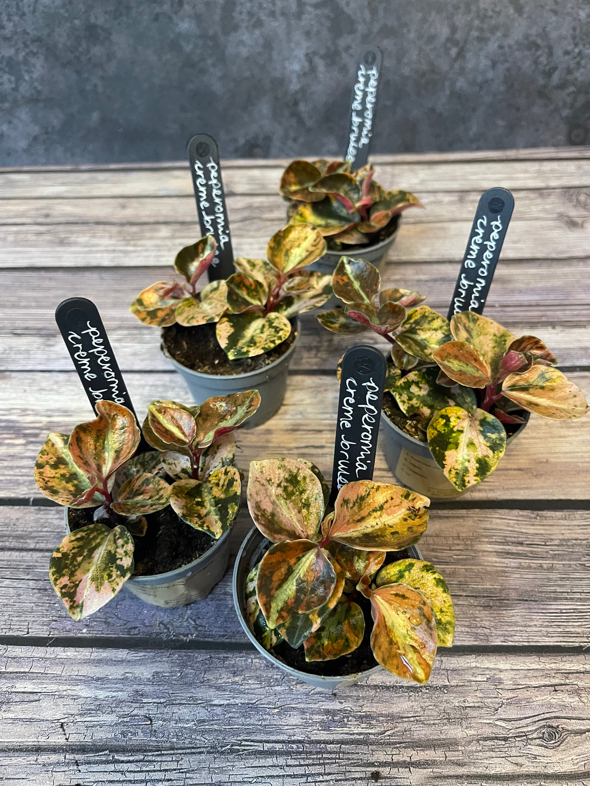 Peperomia Creme Brulee