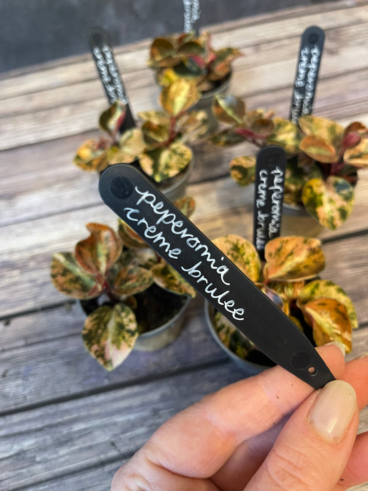 Peperomia Creme Brulee