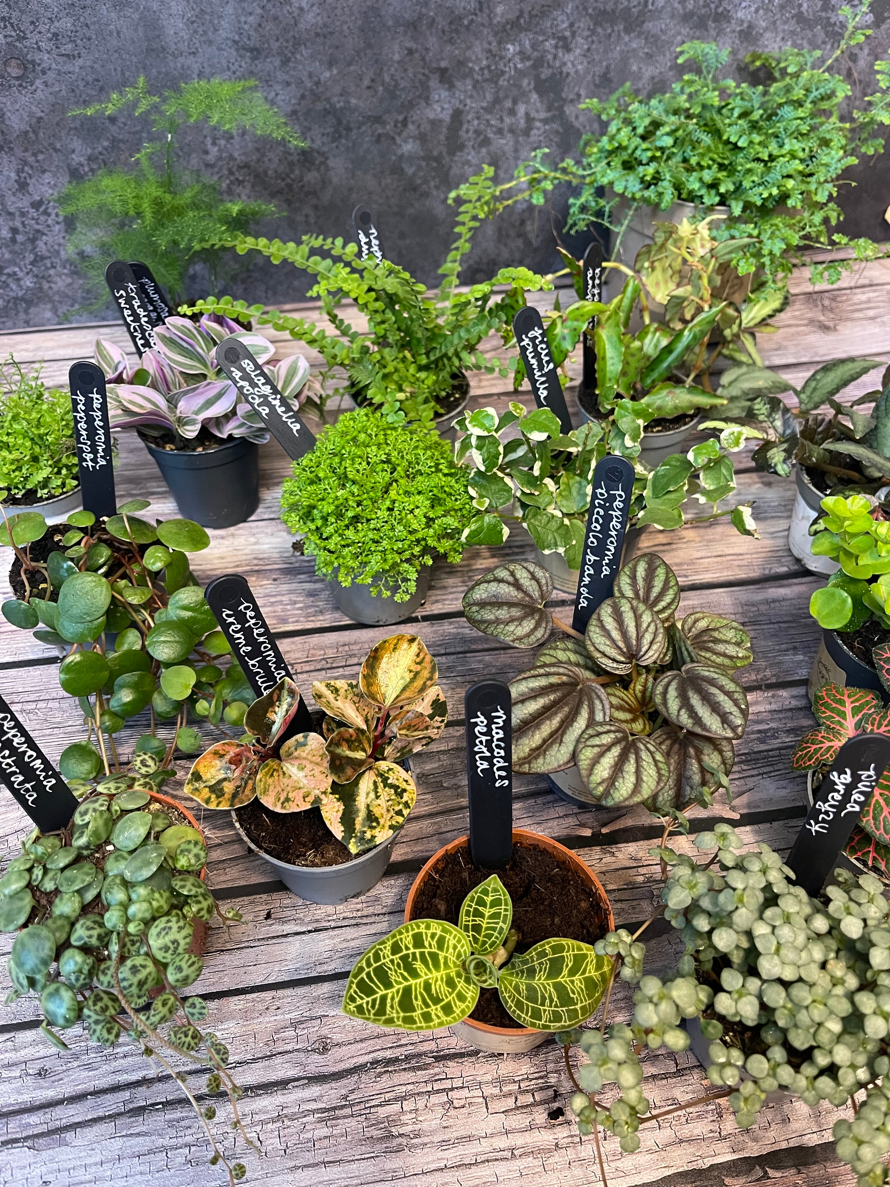 Mystery Plant Bundle — Surprise Terrarium Plants