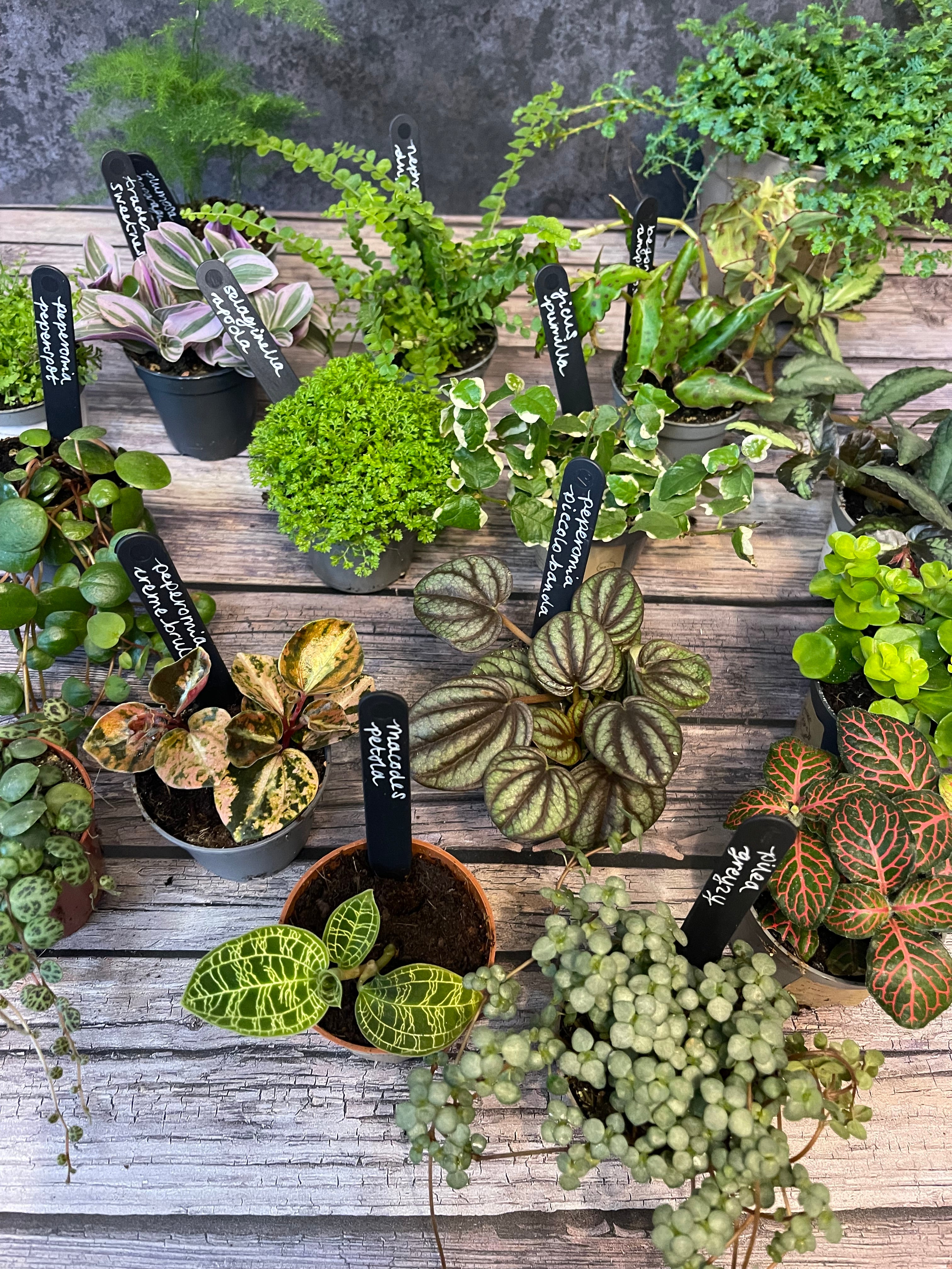 Mystery Plant Bundle — Surprise Terrarium Plants