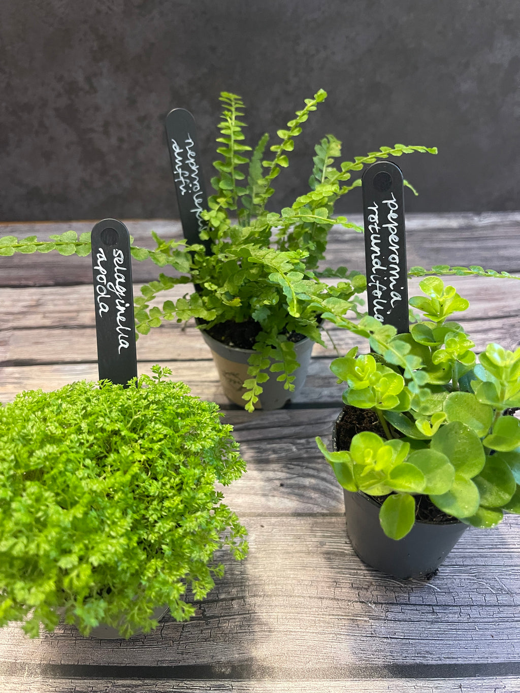 Mystery Plant Bundle — Surprise Terrarium Plants
