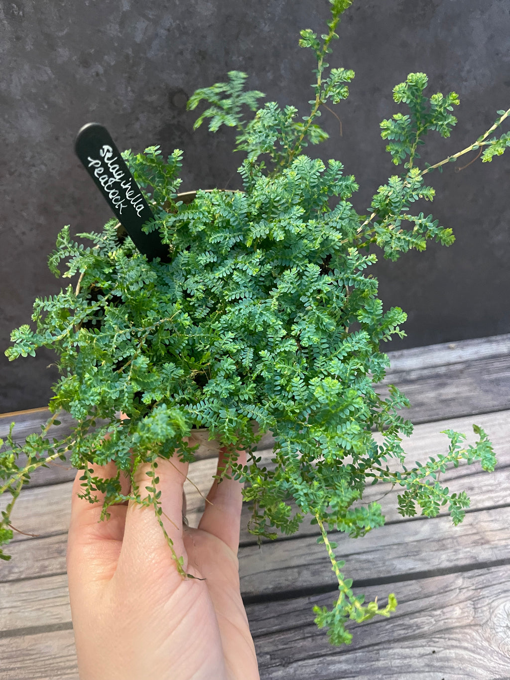 Selaginella Peacock
