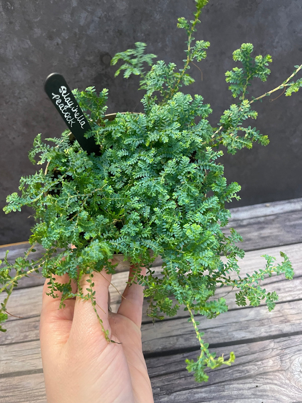 Selaginella Peacock