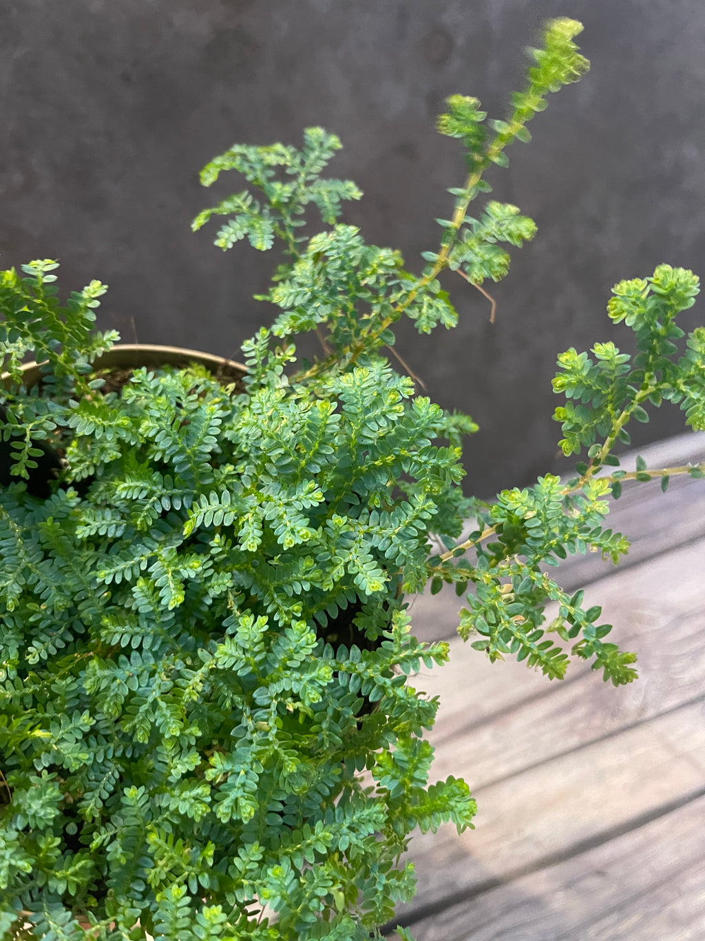 Selaginella Peacock
