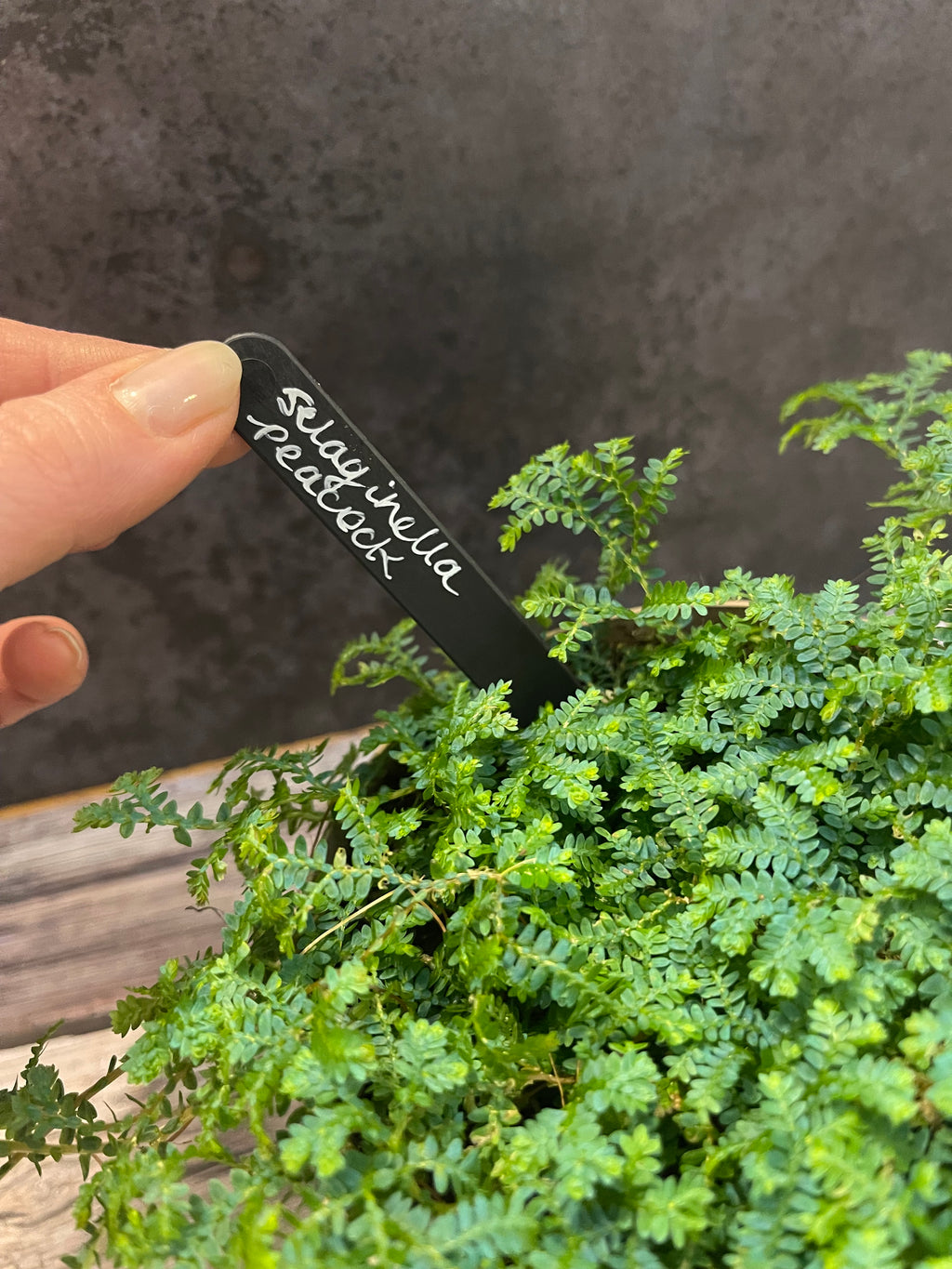 Selaginella Peacock