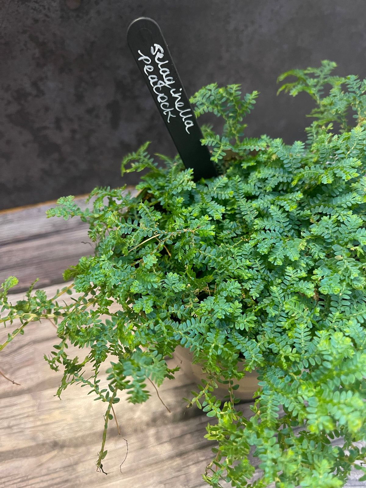 Selaginella Peacock