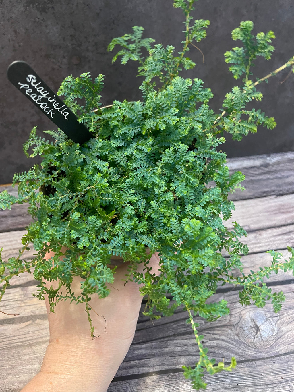 Selaginella Peacock