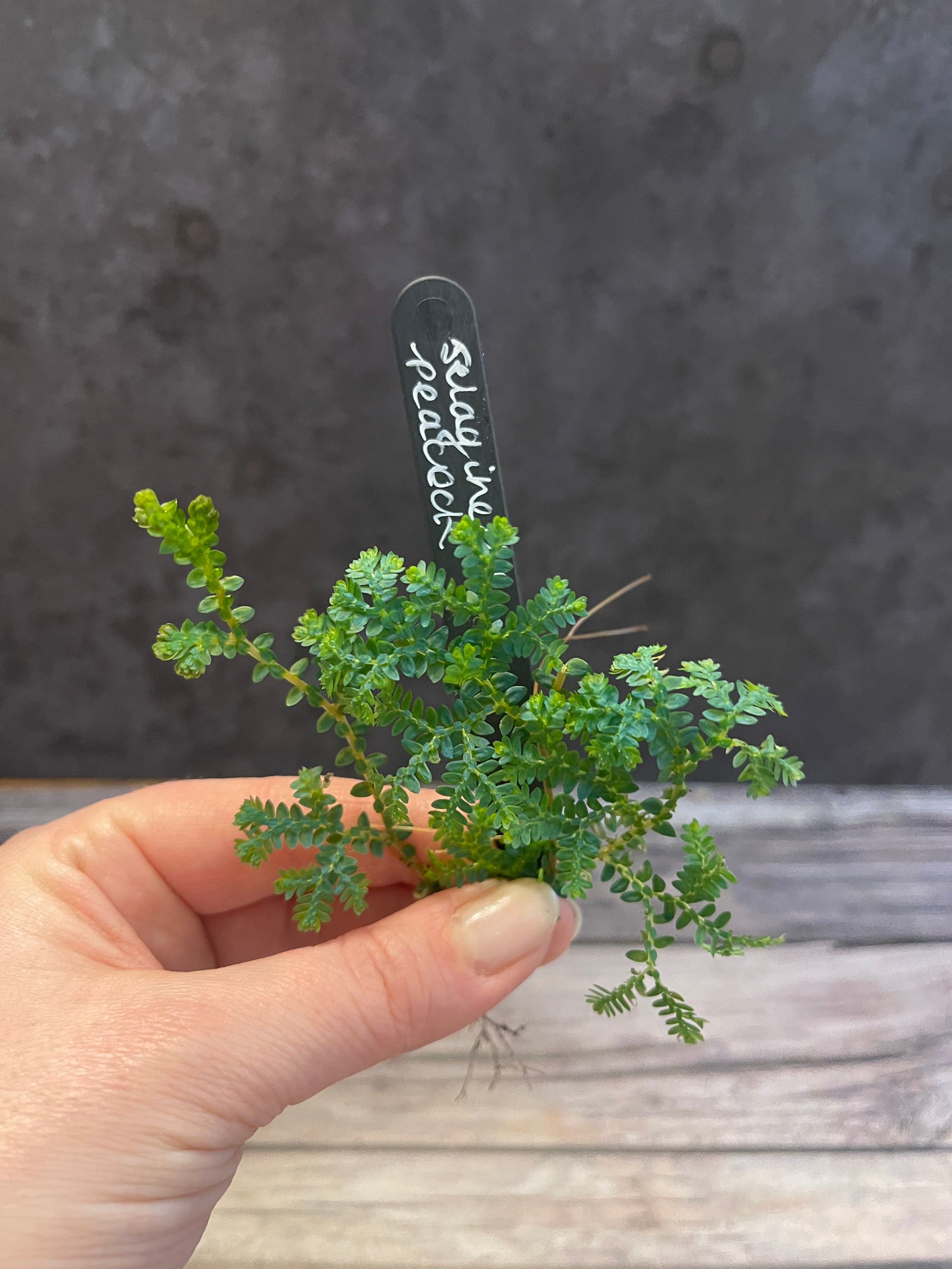 Selaginella Peacock