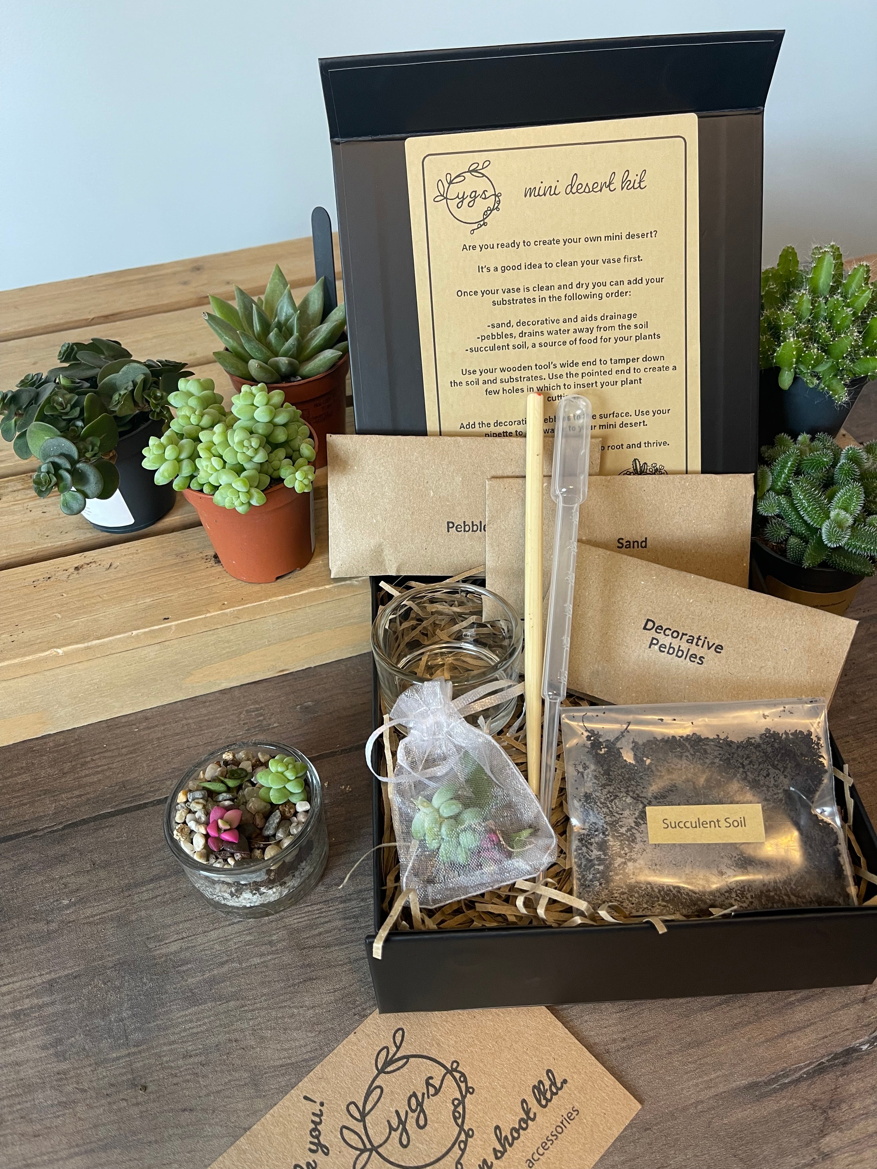 Mini Desert Terrarium Gift Pack — Your Own Tiny Oasis, No Green Thumb Required