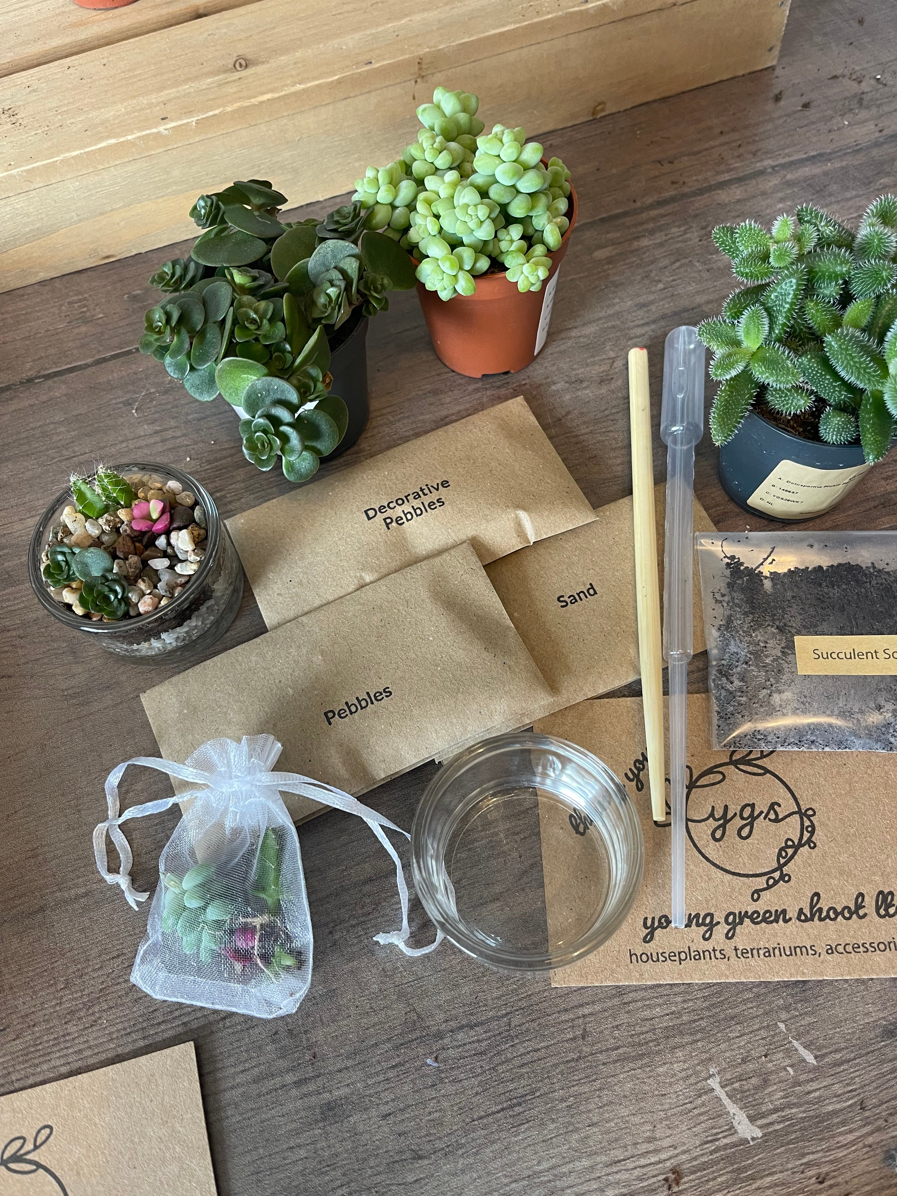 Mini Desert Cuttings Pack — Just the Succulents