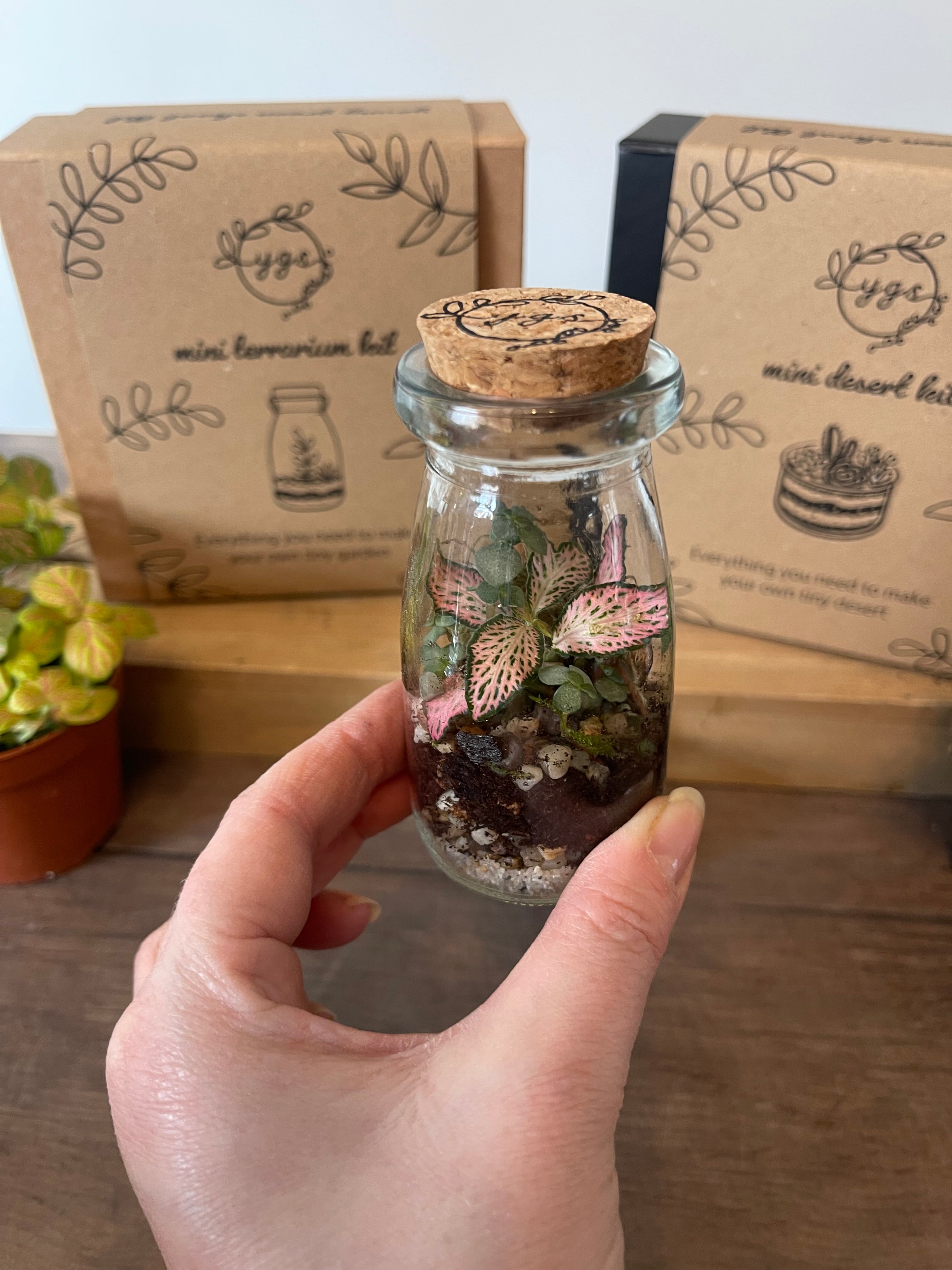 Mini Terrarium Cuttings Pack — Just the Plants