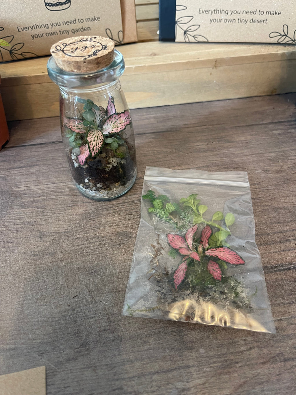 Mini Terrarium Cuttings Pack — Just the Plants