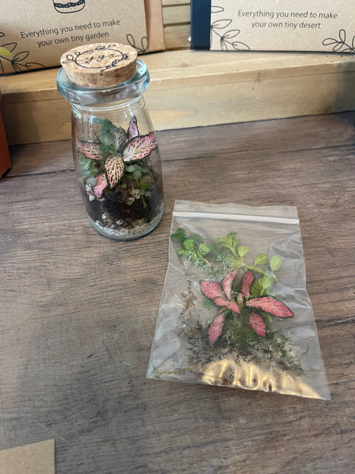 Mini Terrarium Cuttings Pack — Just the Plants