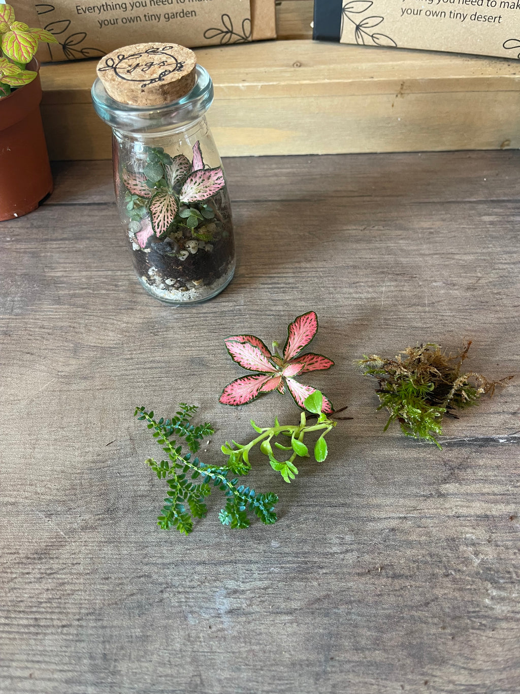 Mini Terrarium Cuttings Pack — Just the Plants