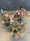 Hypoestes Pink Confetti