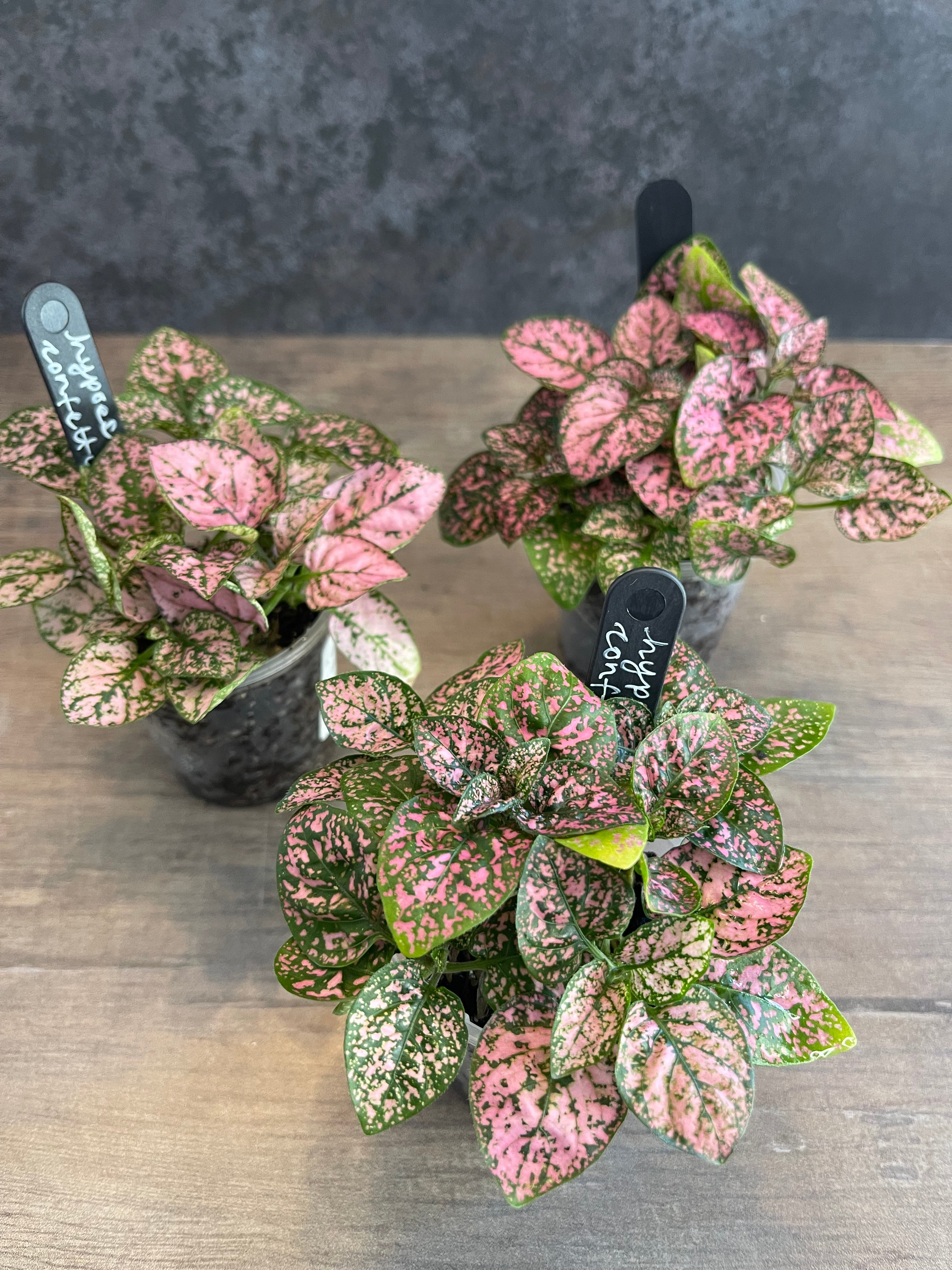 Hypoestes Pink Confetti