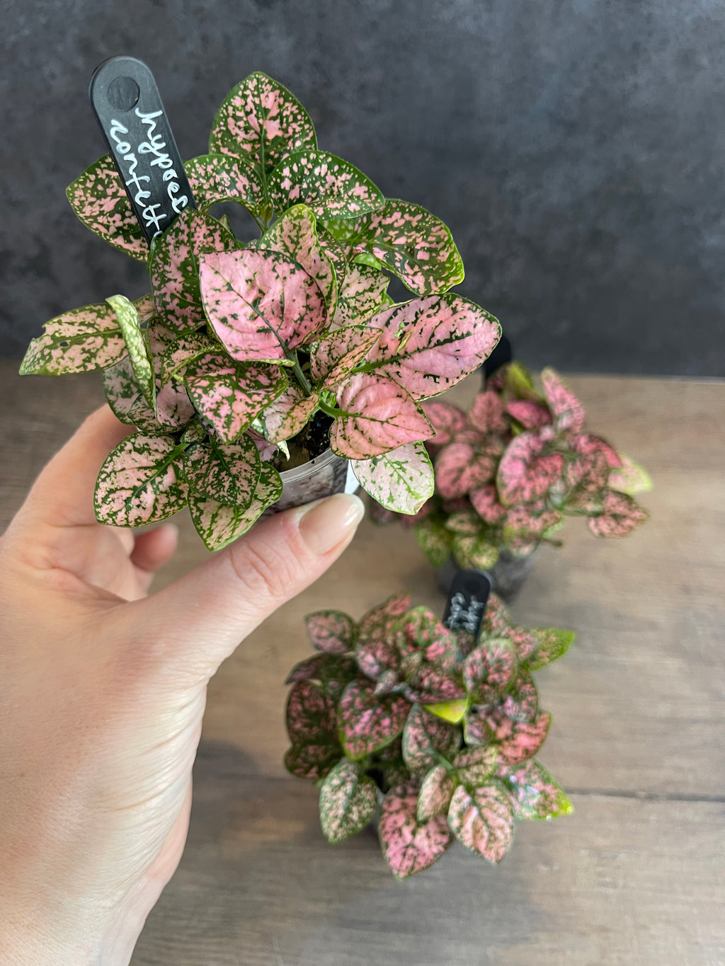 Hypoestes Pink Confetti