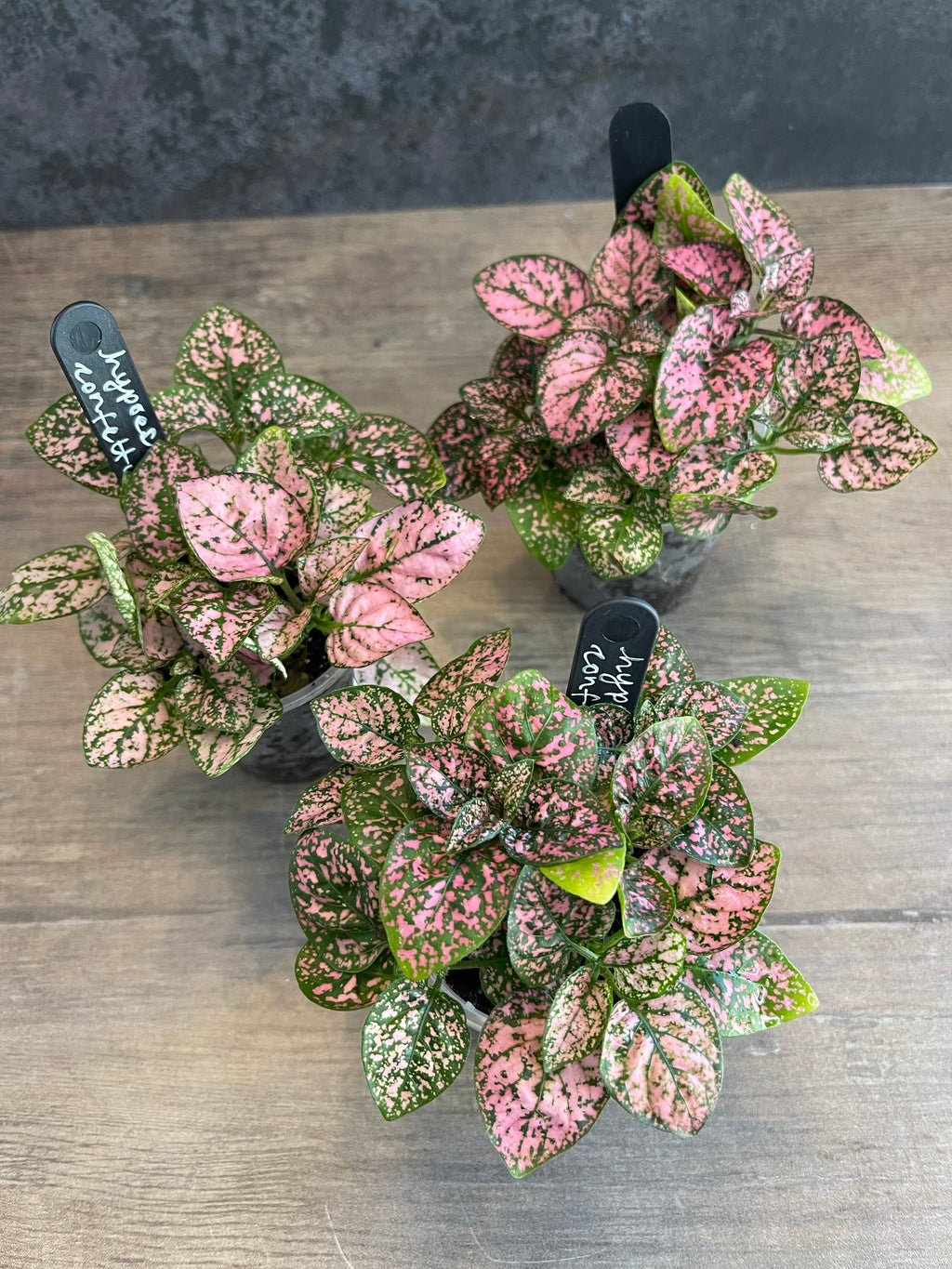 Hypoestes Pink Confetti