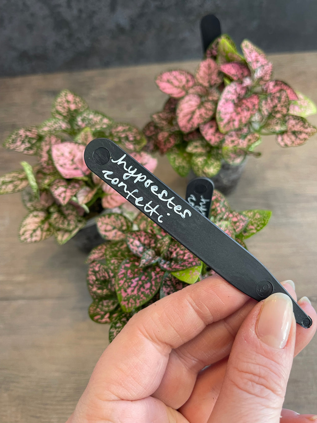 Hypoestes Pink Confetti