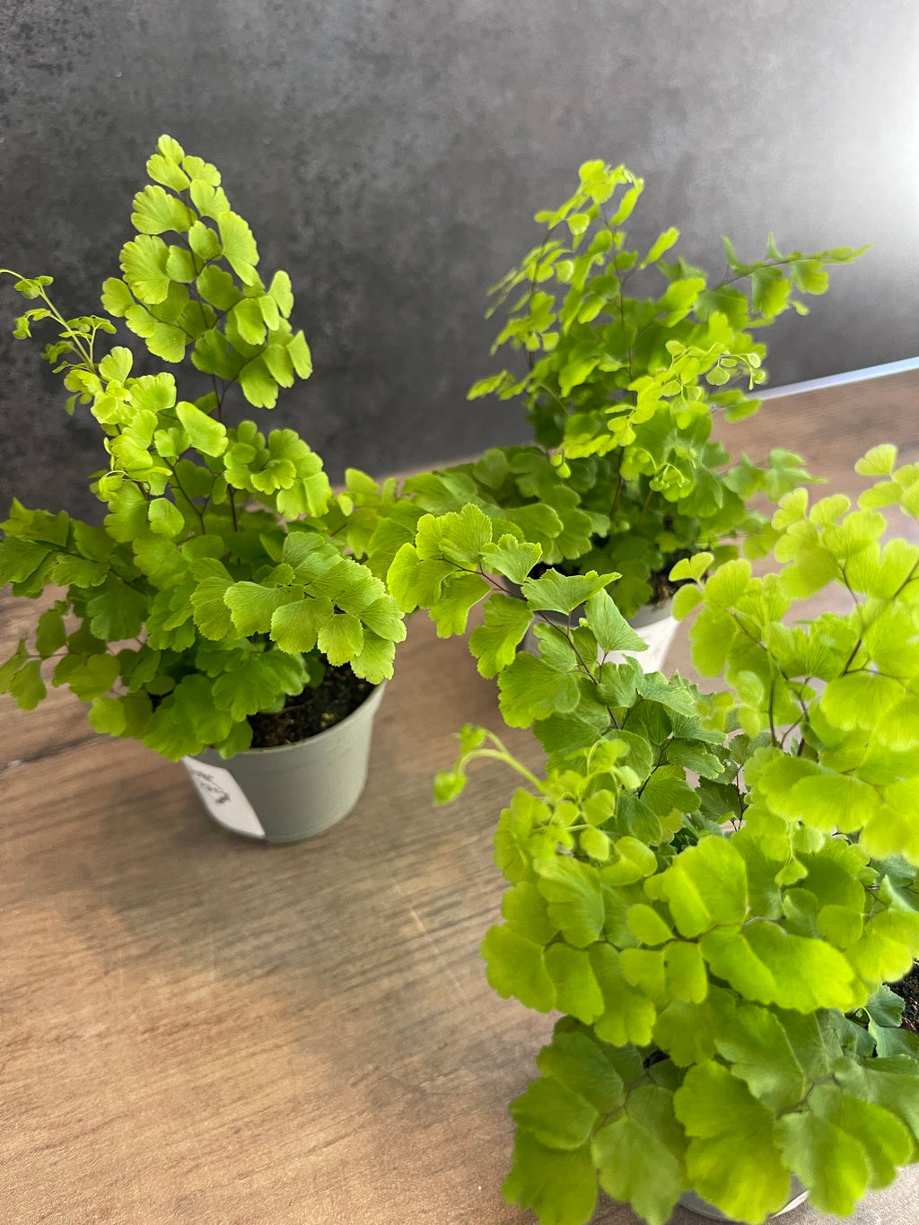 Maidenhair Fern - Adiantum Raddianum