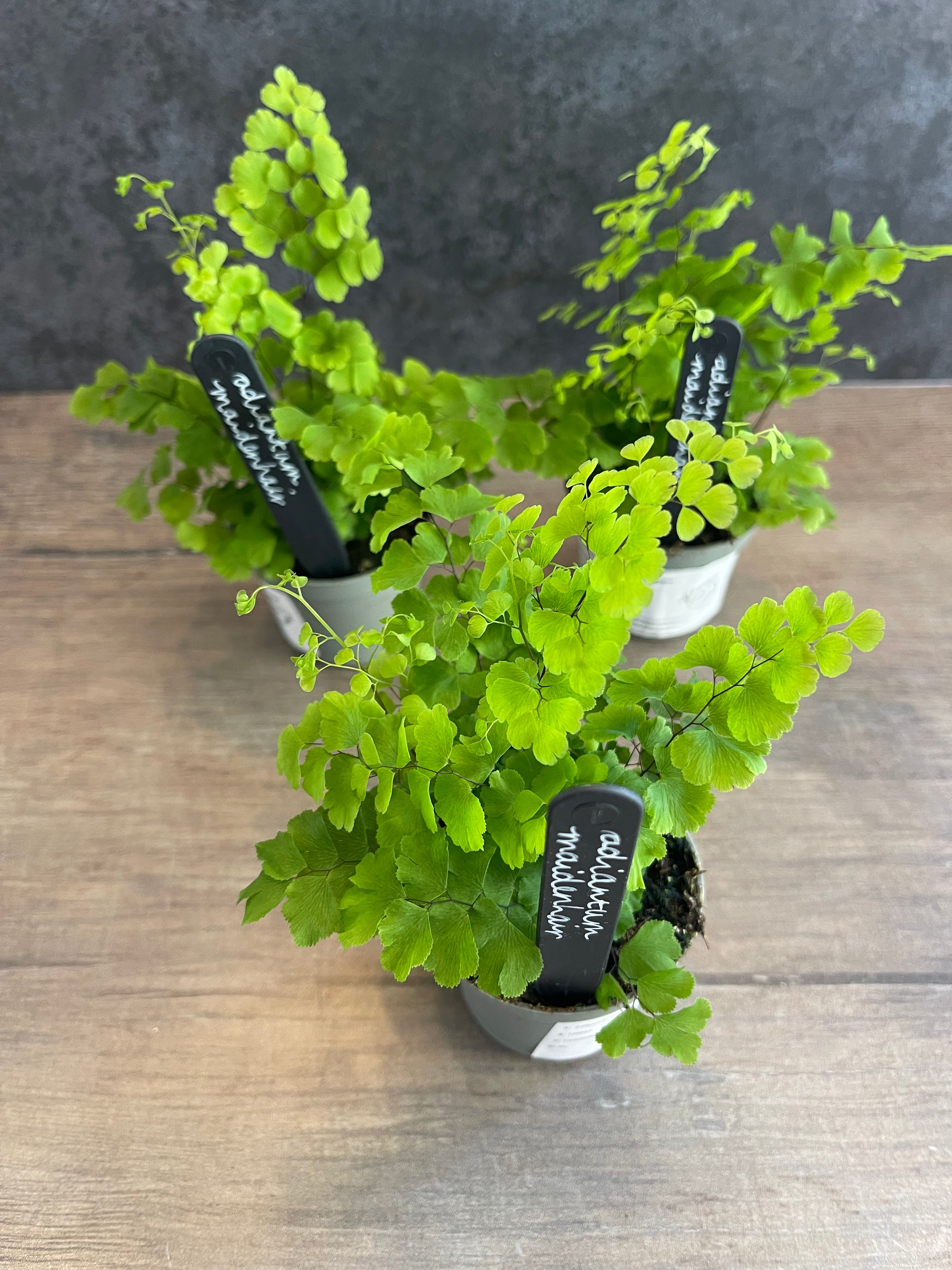 Maidenhair Fern - Adiantum Raddianum