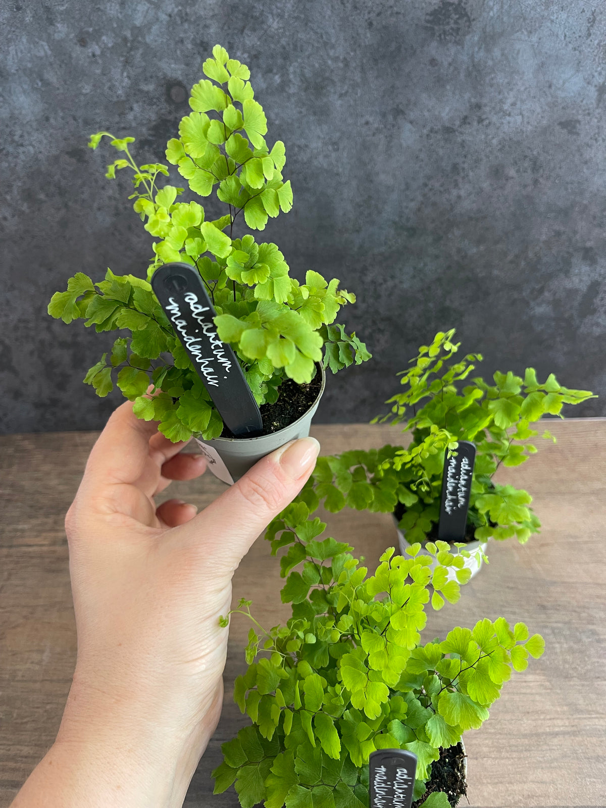Maidenhair Fern - Adiantum Raddianum