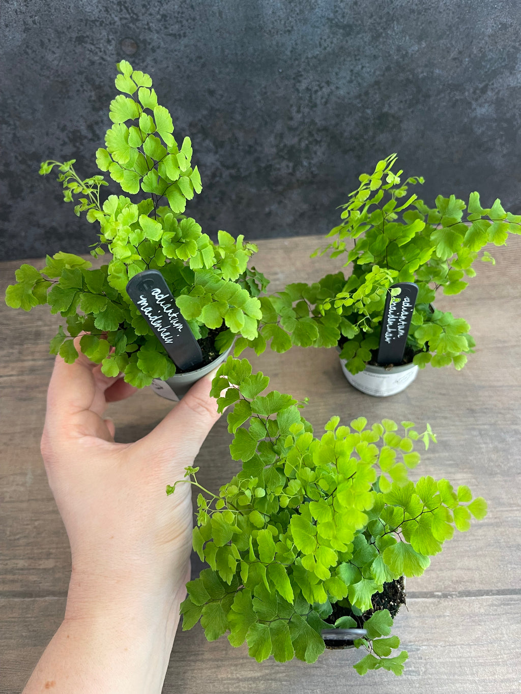 Maidenhair Fern - Adiantum Raddianum