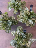 Hypoestes White Spot