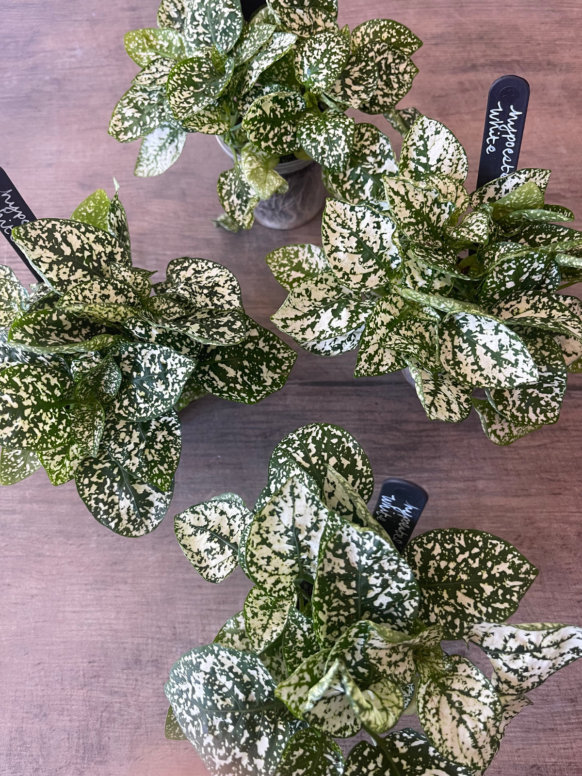 Hypoestes White Spot
