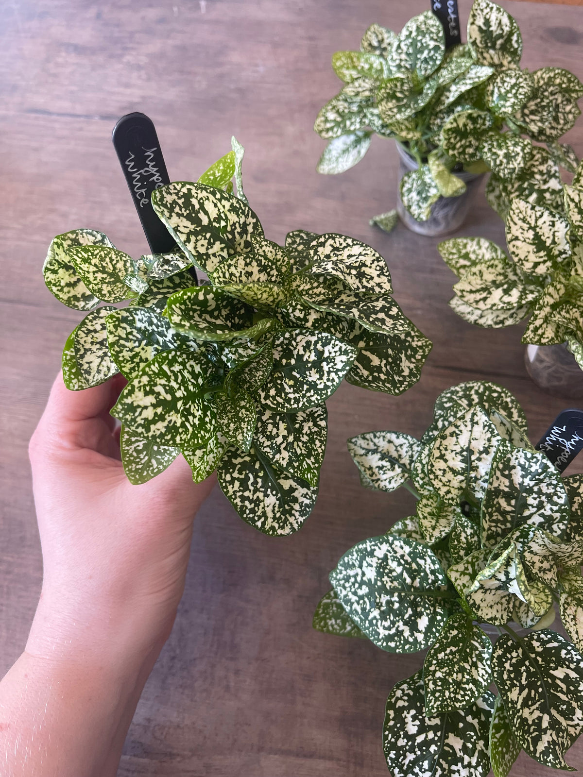 Hypoestes White Spot