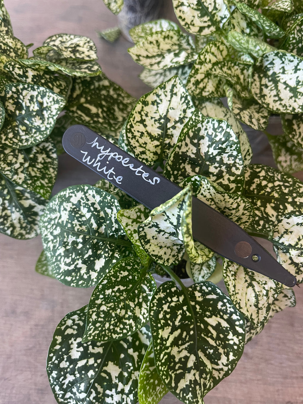 Hypoestes White Spot