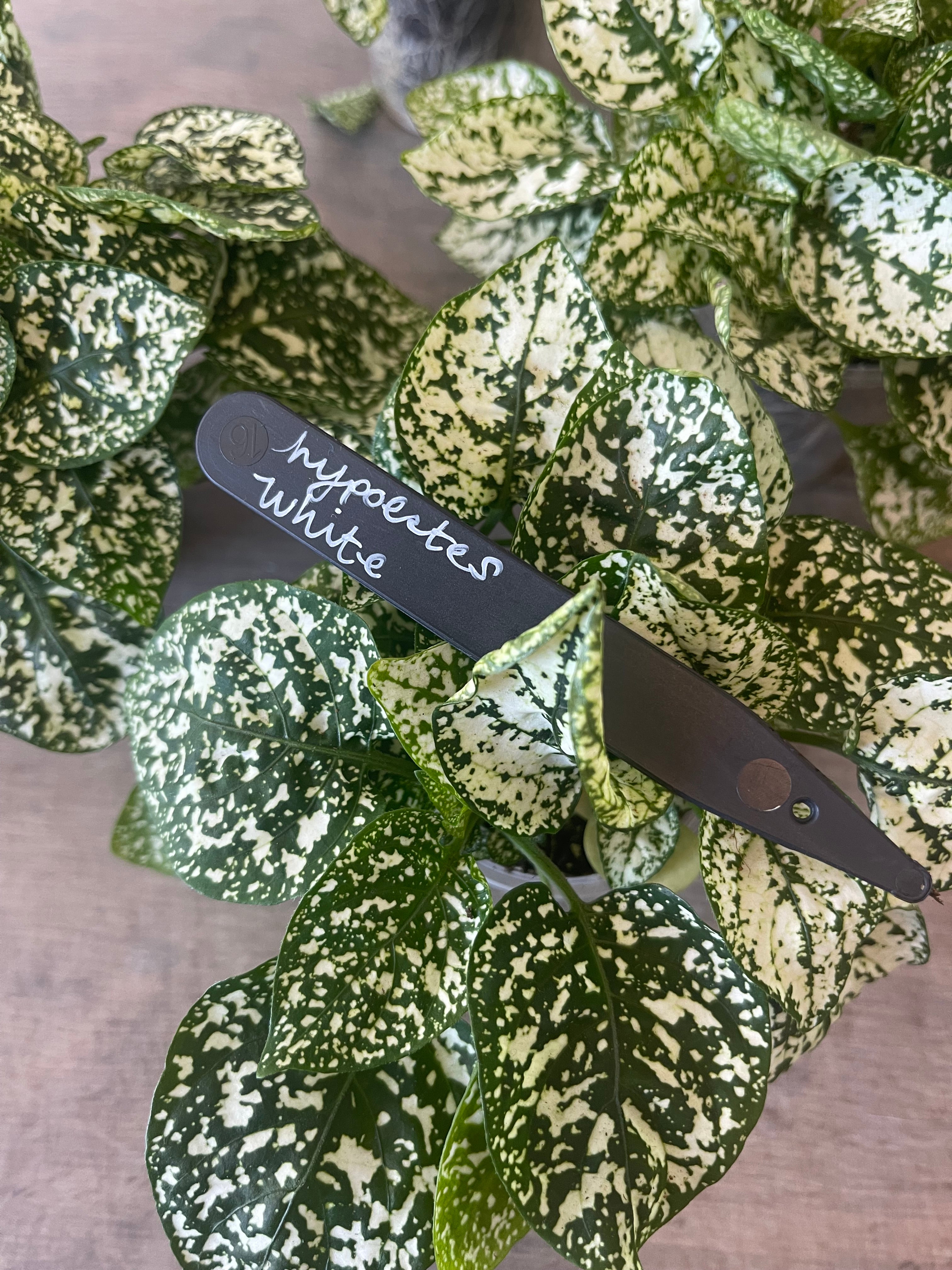 Hypoestes White Spot