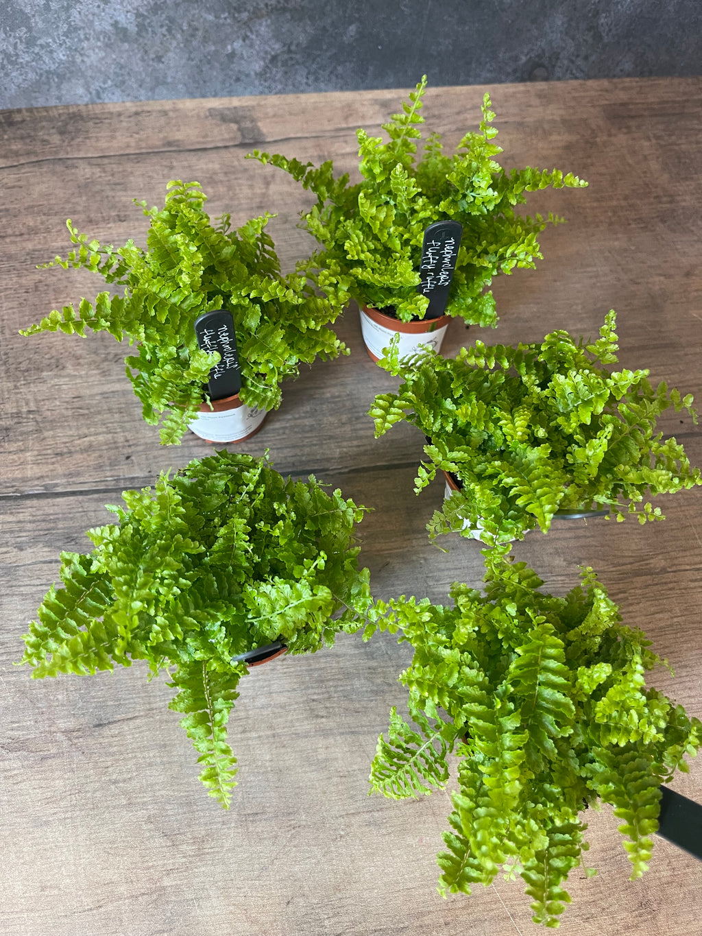 Fluffy Ruffle Fern - Nephrolepis Exaltata