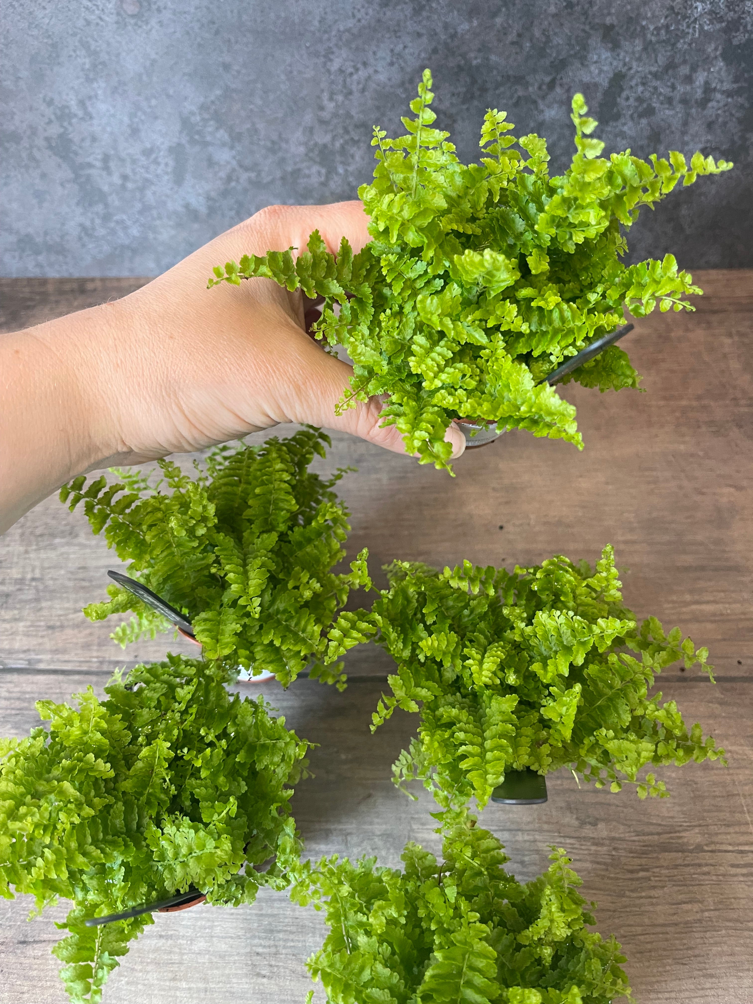 Fluffy Ruffle Fern - Nephrolepis Exaltata