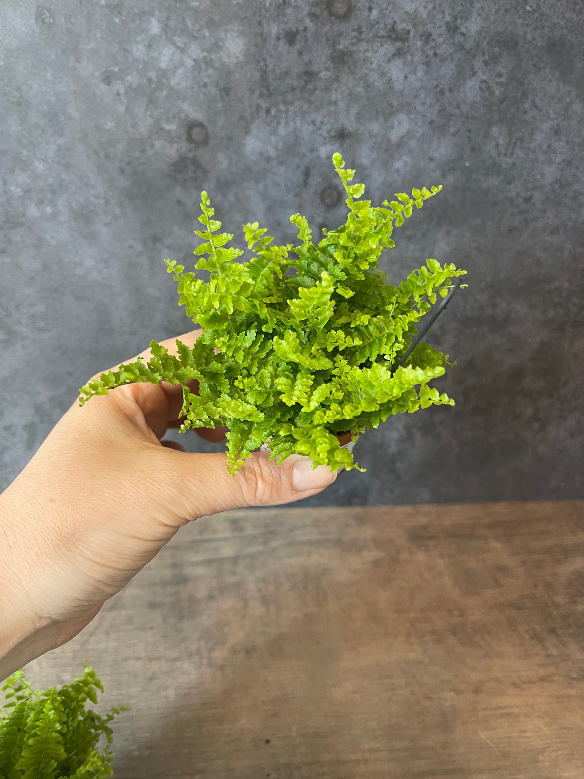 Fluffy Ruffle Fern - Nephrolepis Exaltata