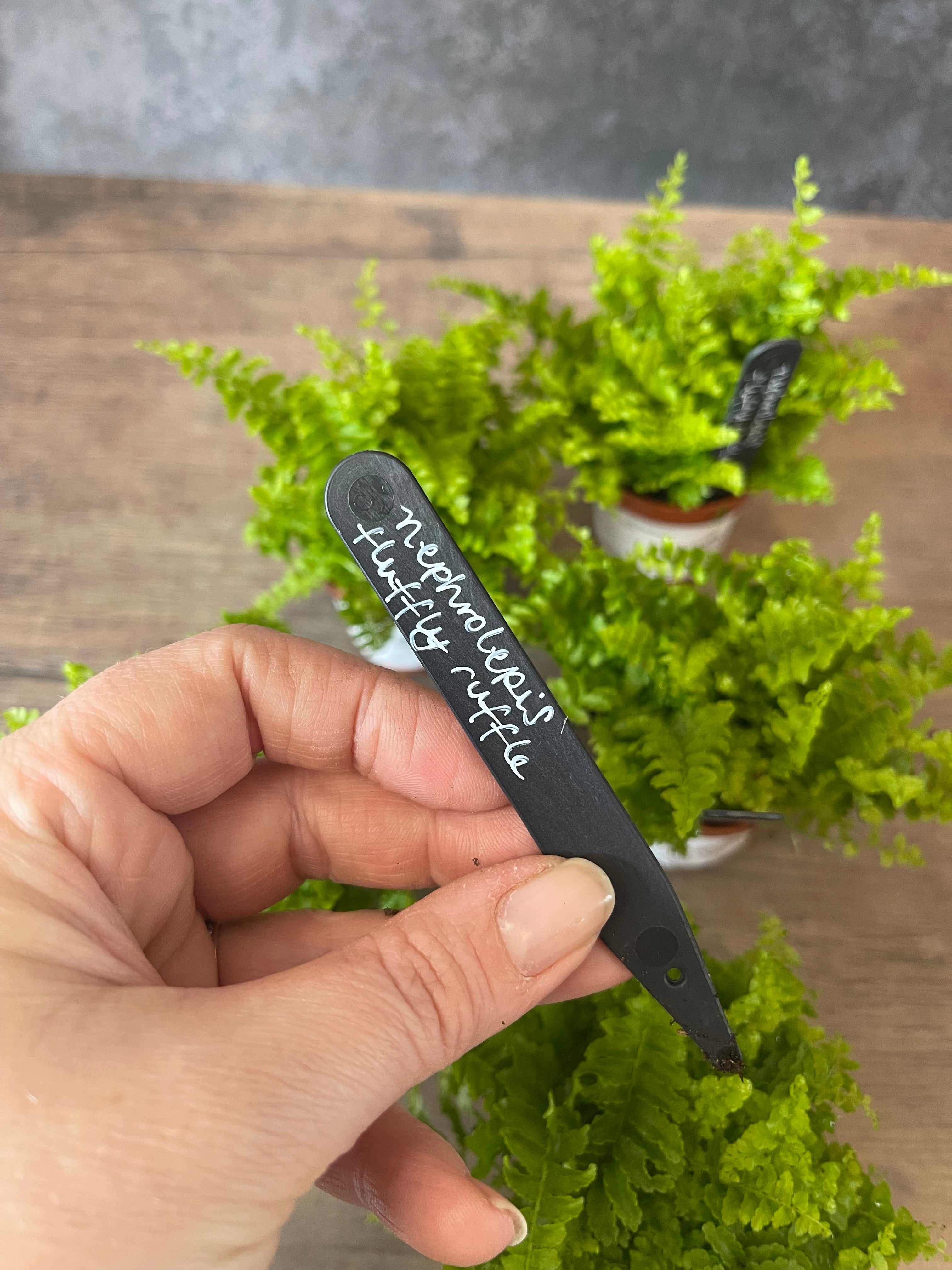 Fluffy Ruffle Fern - Nephrolepis Exaltata
