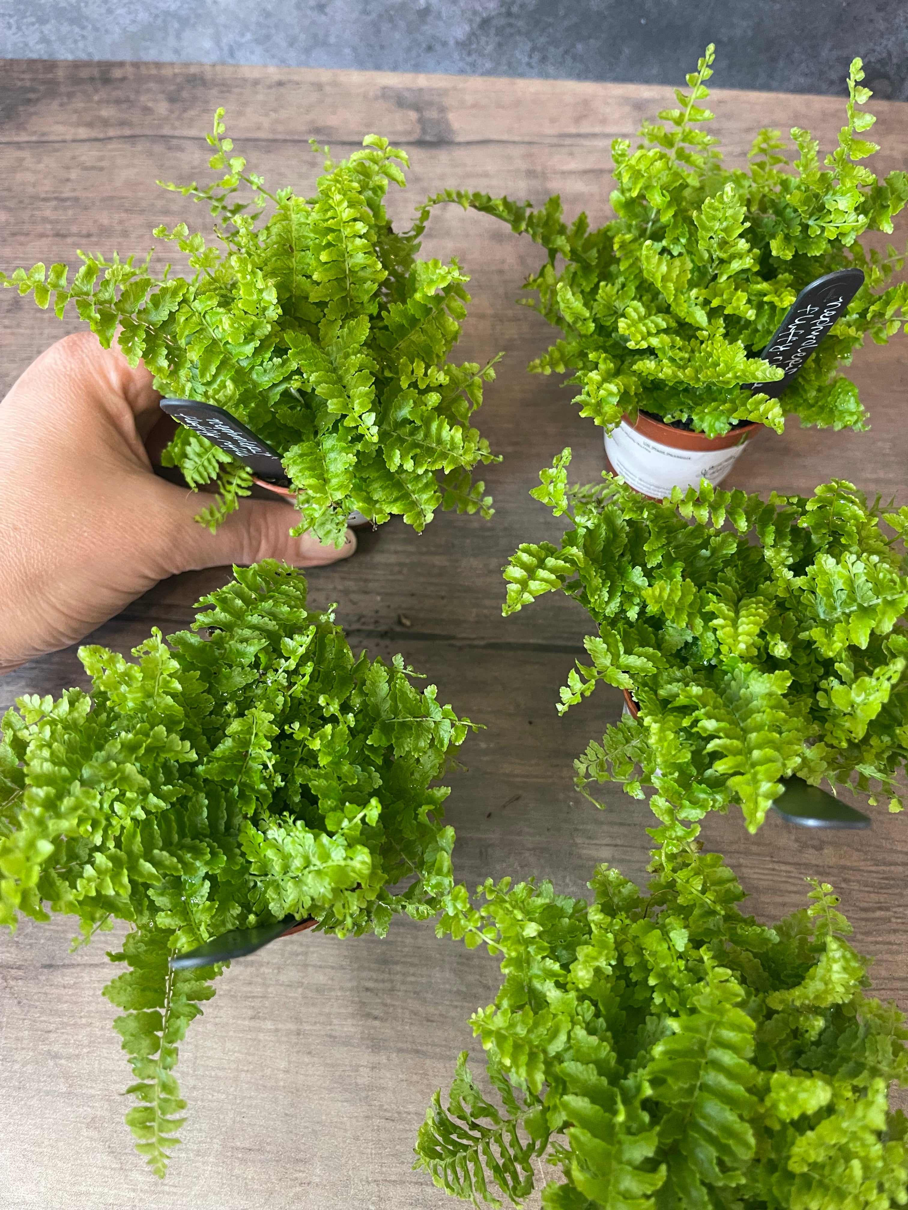 Fluffy Ruffle Fern - Nephrolepis Exaltata